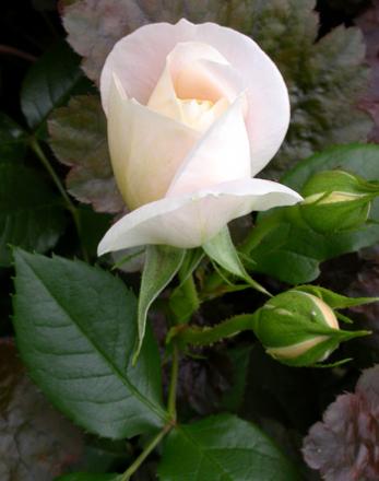 gallery_276_1646_33564.jpg