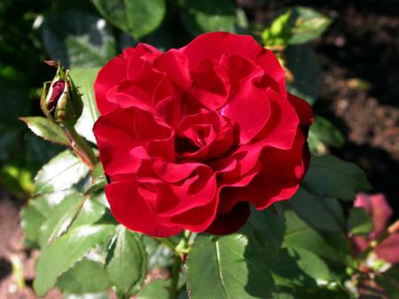 gallery_276_1646_35650.jpg