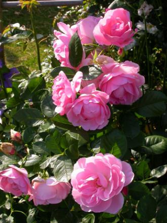 gallery_276_1646_57894.jpg