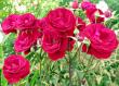 tn_gallery_276_1646_2157.jpg