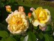 tn_gallery_276_1646_21670.jpg