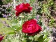 tn_gallery_276_1646_282.jpg