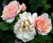 tn_gallery_276_1646_3742.jpg
