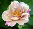 tn_gallery_276_1646_37482.jpg