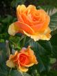 tn_gallery_276_1646_43144.jpg