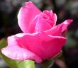 tn_gallery_276_1667_14062.jpg