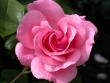 tn_gallery_276_1667_1729.jpg