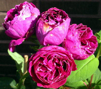 gallery_276_1650_18895.jpg