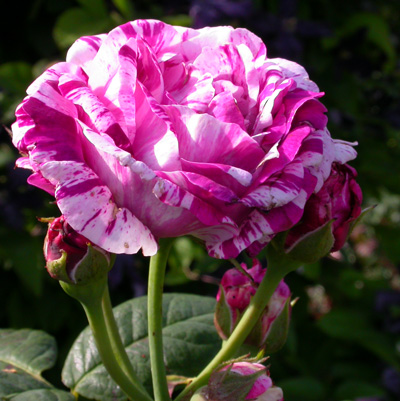 gallery_276_1650_70000.jpg