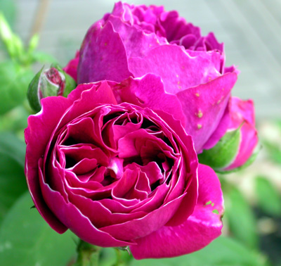 gallery_276_1650_718.jpg