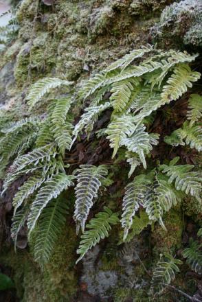 gallery_12739_1670_136615.jpg