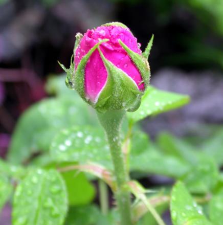 gallery_276_1650_47239.jpg