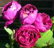 tn_gallery_276_1650_18895.jpg