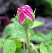 tn_gallery_276_1650_47239.jpg