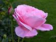 tn_gallery_276_1667_16555.jpg