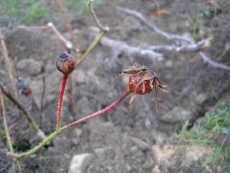 gallery_12789_1345_39295.jpg