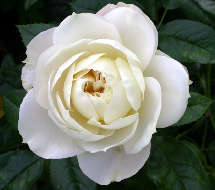 gallery_276_1292_17027.jpg