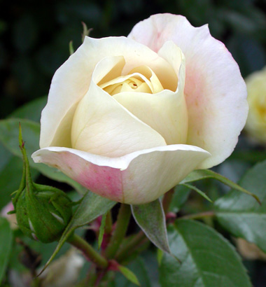 gallery_276_1292_47302.jpg