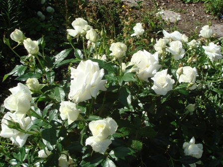 gallery_2985_1331_85170.jpg