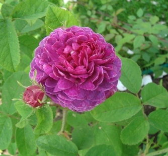 gallery_2985_1337_22244.jpg