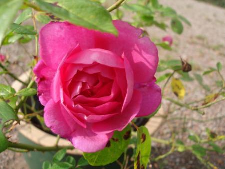 gallery_12789_1237_21655.jpg