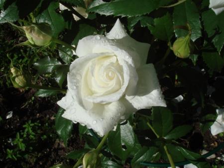 gallery_2985_1331_24746.jpg