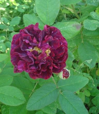 gallery_2985_1337_60740.jpg