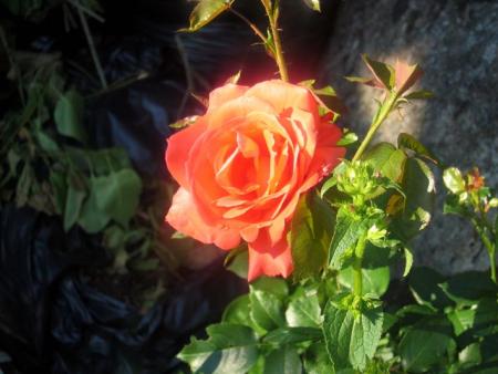 gallery_399_1679_21197.jpg