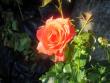 tn_gallery_399_1679_21197.jpg