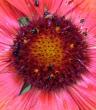 tn_gallery_2004_133_101609.jpg