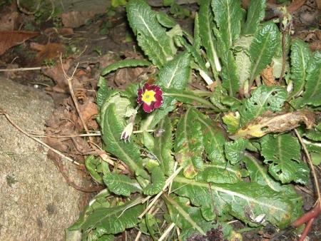 gallery_12962_1656_105974.jpg