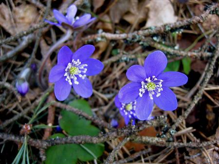 gallery_6592_1689_180694.jpg