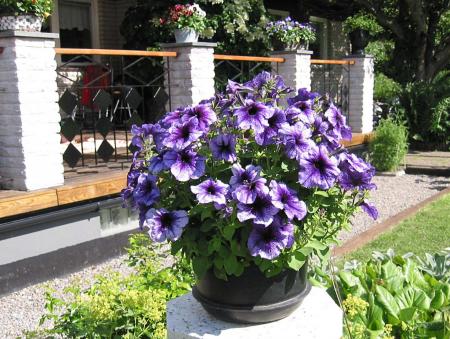 gallery_6592_286_12521.jpg