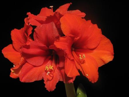 gallery_11610_890_105893.jpg