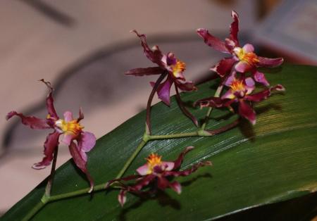 gallery_5950_1695_27096.jpg