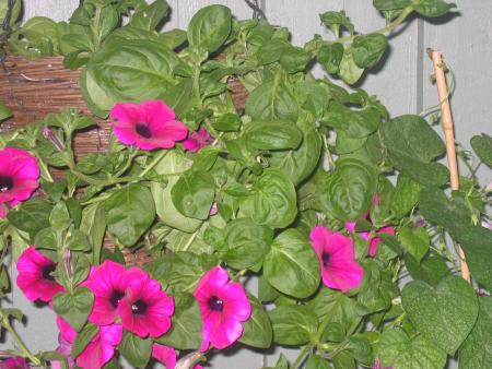 gallery_8418_561_119230.jpg