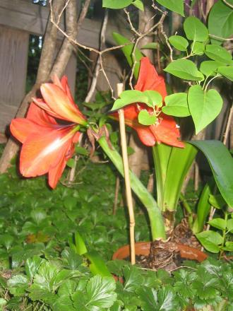 gallery_8418_561_29389.jpg