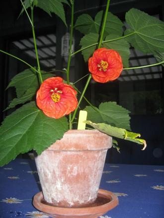 gallery_8418_561_7551.jpg