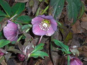 gallery_9461_278_53106.jpg