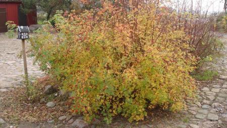 gallery_12789_1345_51297.jpg