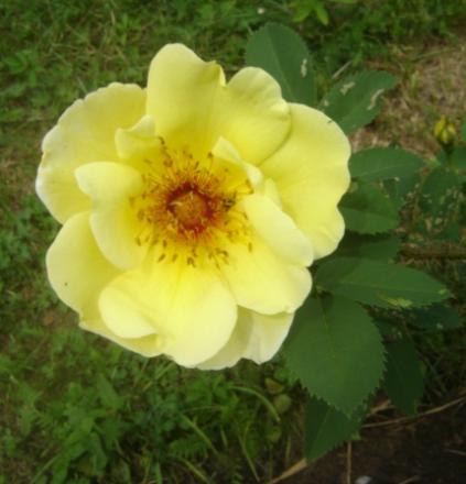 gallery_2985_1706_40227.jpg