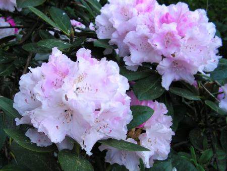 gallery_387_1708_60524.jpg