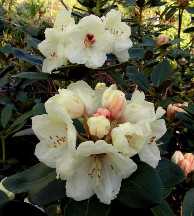 gallery_387_1708_98888.jpg
