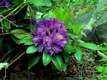 gallery_387_1709_25415.jpg