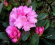 tn_gallery_387_1709_77217.jpg