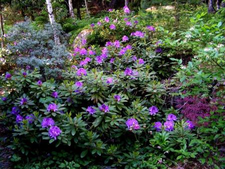 gallery_387_1709_10130.jpg