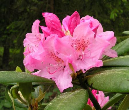 gallery_387_1709_80471.jpg