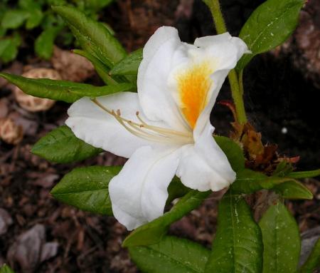 gallery_387_1710_69217.jpg