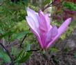 tn_gallery_387_1338_86239.jpg