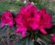 tn_gallery_387_1709_73933.jpg